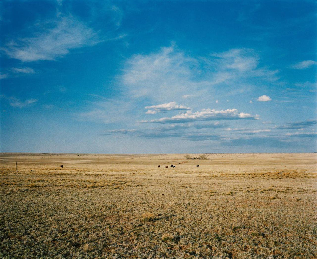 The-Photos-of-Wim-Wenders Stan Ray